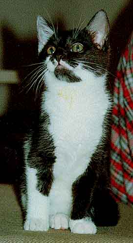 Katze2.jpg (20052 Byte)
